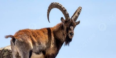4-Day Simien Mountain Trekking and Wildlife Spotting