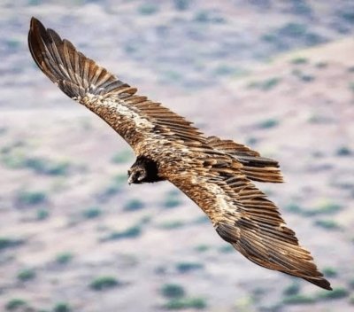 4-Day Simien Mountain Trekking and Wildlife Spotting