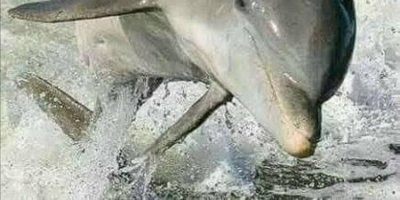 Wasini Dolphin and Snorkeling Tour Kisite Island Marine Park