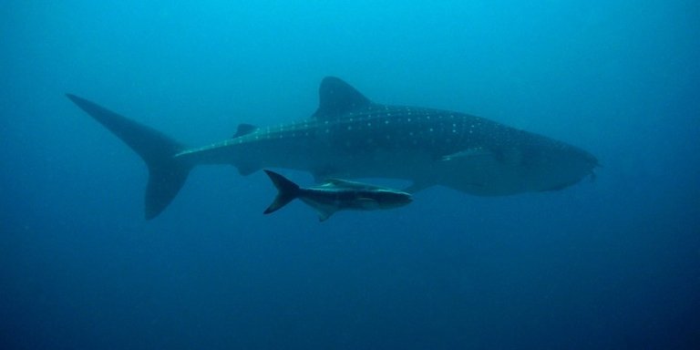 One Day Mafia Island Whale Shark Day trip from Zanzibar