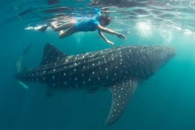 One Day Mafia Island Whale Shark Day trip from Zanzibar