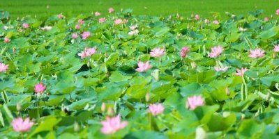 ECO & WETLAND ADVENTURE | Dong Thap – Tram Chim – Can Tho