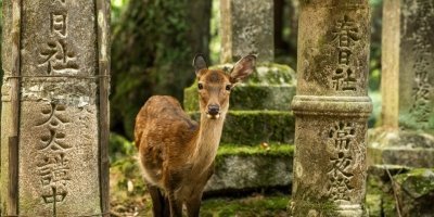 Osaka-Nara Private Tour