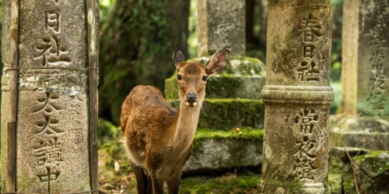 Osaka-Nara Private Tour