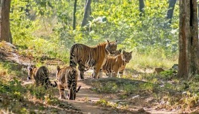 Kanha National Park: 3-Day Tribal Tour with Tiger Safari