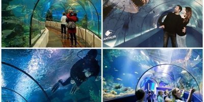 Discover the Wonders of Antalya Aquarium Tour