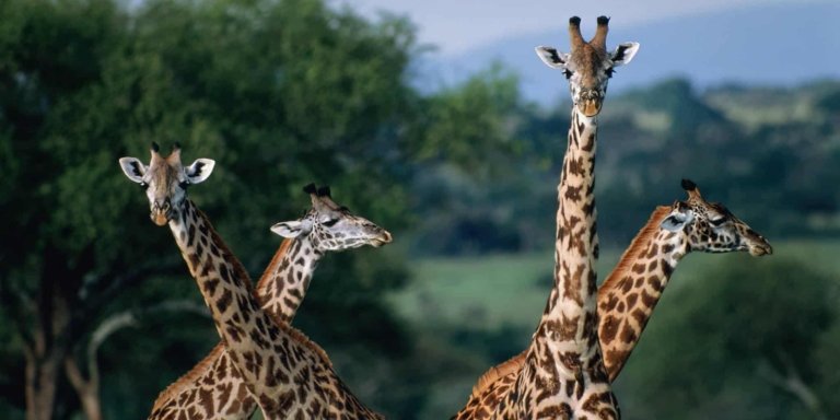 2 Days Affordable Camping Safari to Saadani National Park