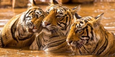 Jabalpur: 2-Day Kanha National Park Safari with Stay