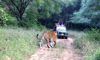 Jabalpur: 2-Day Kanha National Park Safari with Stay