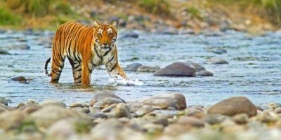From Delhi: 3-Day Jim Corbett National Park Private Safari