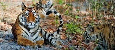 From Delhi: 3-Day Jim Corbett National Park Private Safari