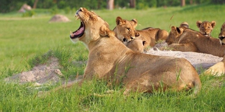 2 Days Safari to Mikumi from Zanzibar