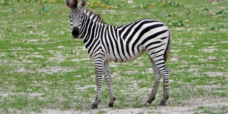 1 Day Trip Safari to Mikumi National Park from Dar es salaam