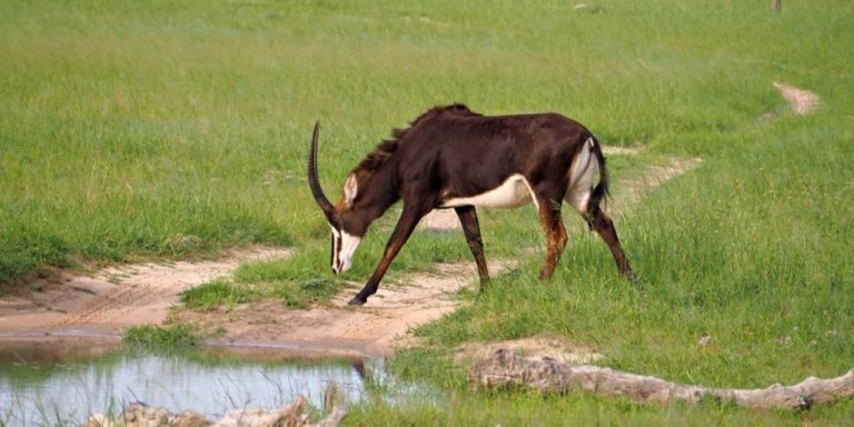 1 Day Mikumi Safari from Morogoro 2026-2027