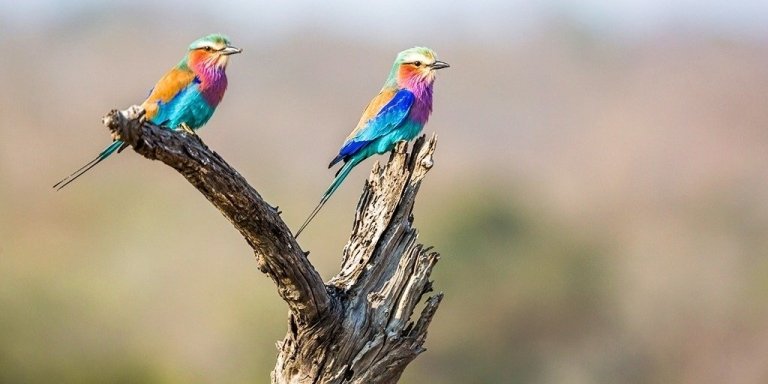 4 Days Tanzania Luxury Safari 2026-2027