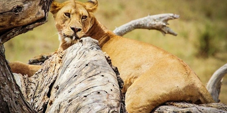 5 Days Tanzania Luxury Safari 2026-2027