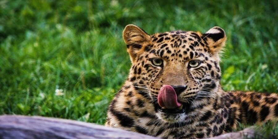 6 Days Tanzania Luxury Safari 2026-2027