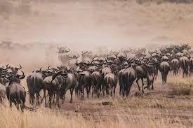 6 Days Tanzania Luxury Safari 2026-2027
