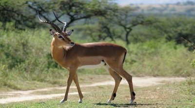 2 Days Tanzania Private Safari 2026-2027