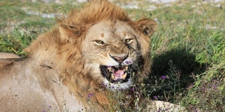 2 Days Tanzania Private Safari 2026-2027