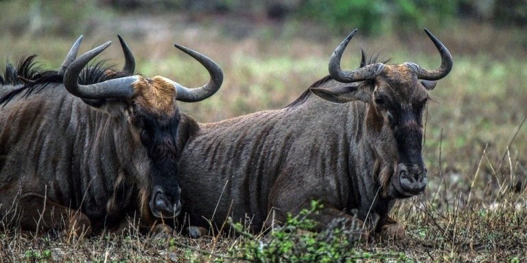 4 Days Tanzania Private Safari 2026-2027: Itinerary