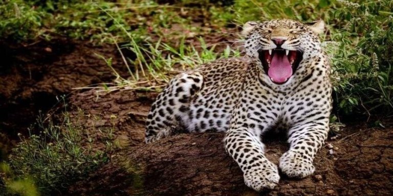 5 Days Tanzania Private Safari 2026-2027