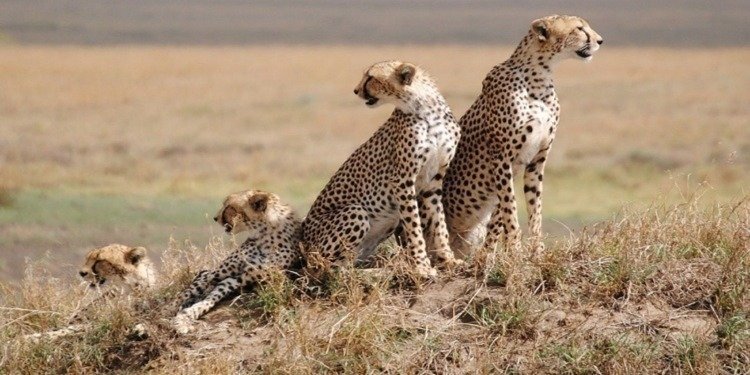 6 Days Tanzania Private Safari 2026-2027