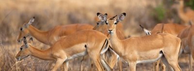 5 day Mikumi and Selous safari