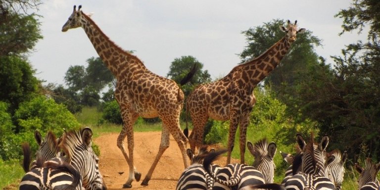 5 day Mikumi and Selous safari