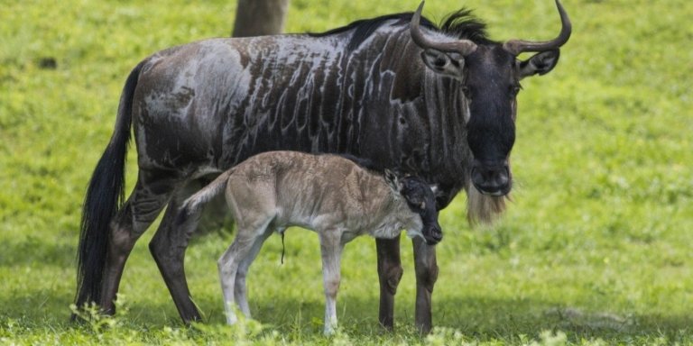 3 Days Serengeti Safari from Arusha