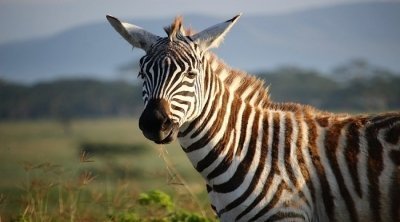 7 Days Tanzania Private Safari 2026-2027