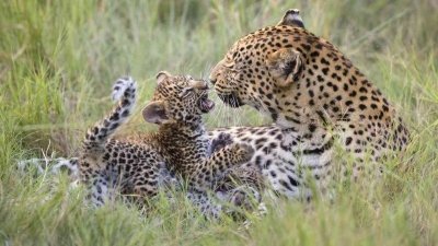 Luxury Serengeti, Ngorongoro & Tarangire Drive-In Safari