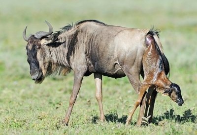 Calving Season Serengeti Migration Safari & Big Five Experience