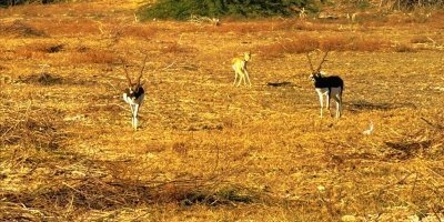 Bishnoi Village Safari Tour Jodhpur