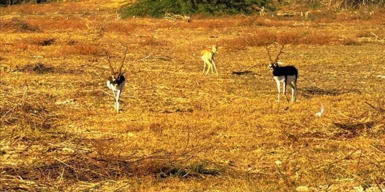 Bishnoi Village Safari Tour Jodhpur