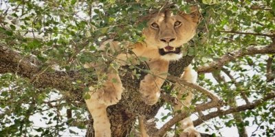 3 Days Tanzania Joining Safari 2026-2027