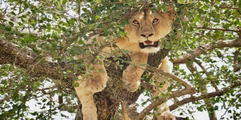 3 Days Tanzania Joining Safari 2026-2027