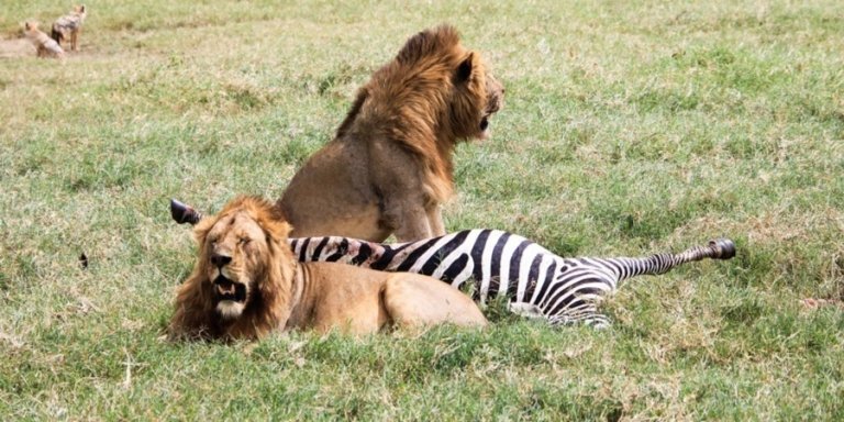 4 Days Tanzania Joining Safari 2026-2027