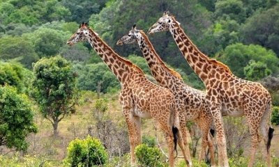 3 Days Tanzania Safari from Zanzibar