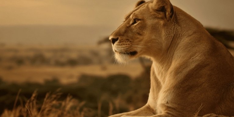2 Days Serengeti Safari from Arusha