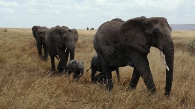 2 Days Serengeti Safari from Arusha
