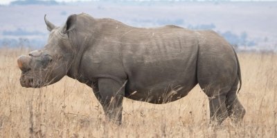 4 Days Tanzania Safari from Zanzibar