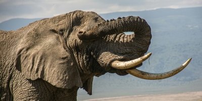 5 Days Tanzania Safari from Zanzibar