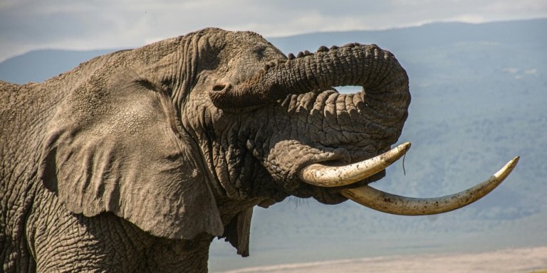 5 Days Tanzania Safari from Zanzibar