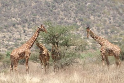 Mount Kenya Trekking with Safari in Samburu