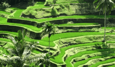 Taste of Bali: The Megibung Communal Feast