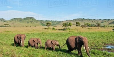 7 Days Kenya camping Tour in Masai Mara, Amboseli and  Nakuru