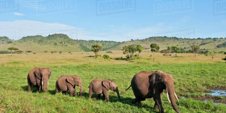 7 Days Kenya camping Tour in Masai Mara, Amboseli and  Nakuru