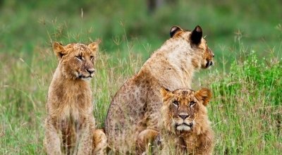 7 Days Kenya camping Tour in Masai Mara, Amboseli and  Nakuru