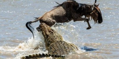 3 Days Kenya budget safari Maasai Mara